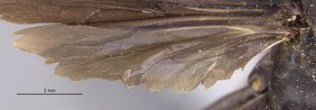 Media type: image;   Entomology 26235 Aspect: Wing hind